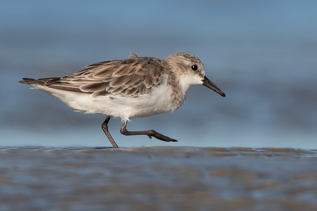 Red-necked Stint - ML299549251