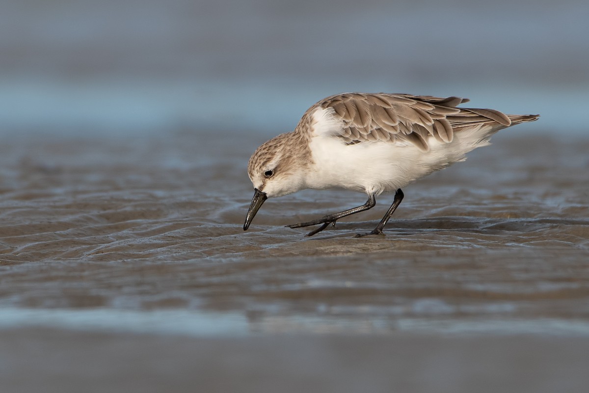 Red-necked Stint - ML299549361