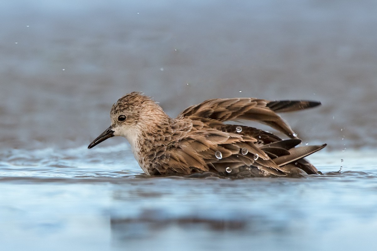 Red-necked Stint - ML299549441