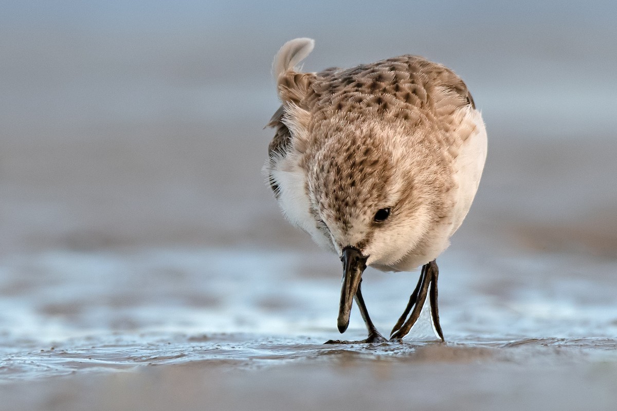 Red-necked Stint - Hayley Alexander