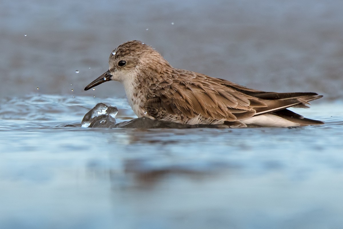 Red-necked Stint - ML299549511