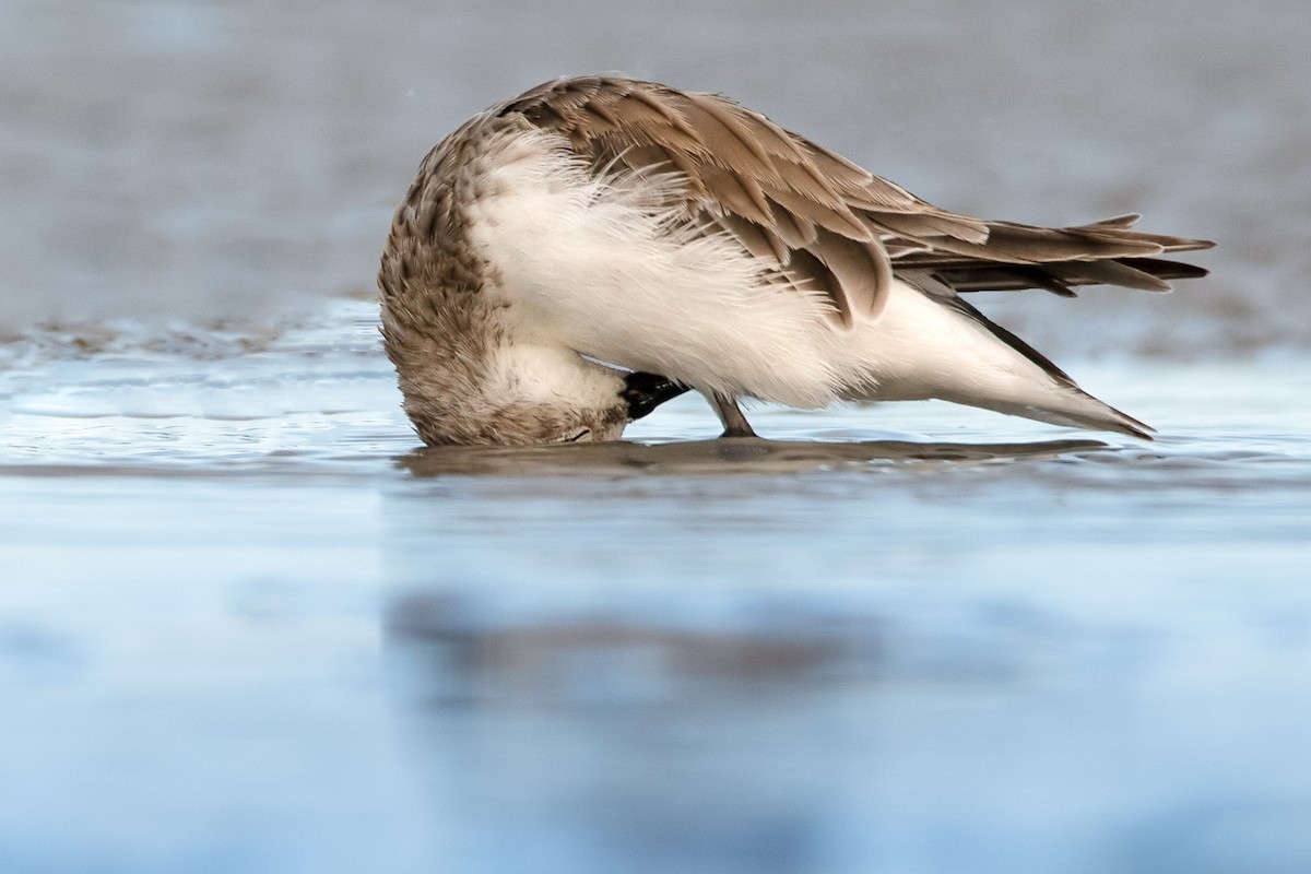 Red-necked Stint - ML299549541