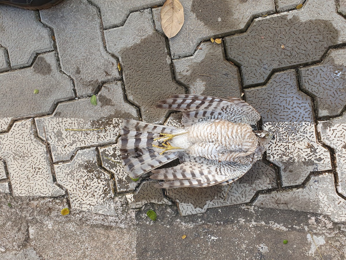 Shikra gabiraia - ML299549711