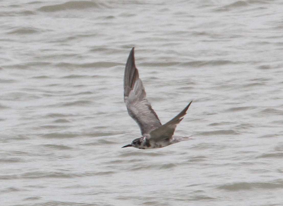 Black Tern - ML29955011