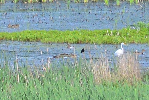 Garganey - ML29955201