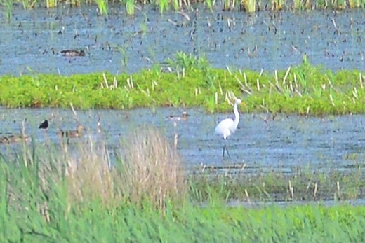 Garganey - ML29955281