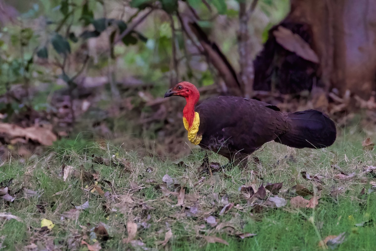 Australian Brushturkey - ML299552891