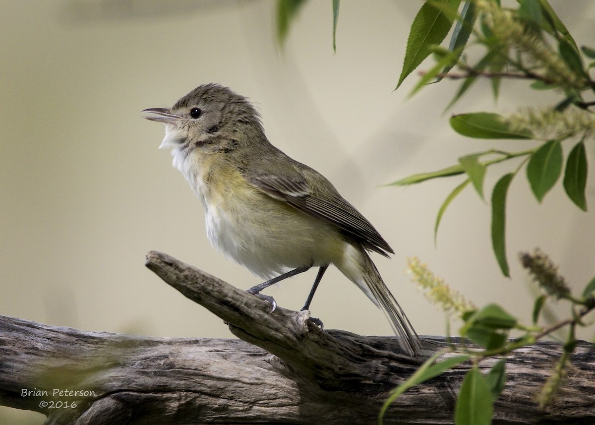 Bell's Vireo - Brian Peterson