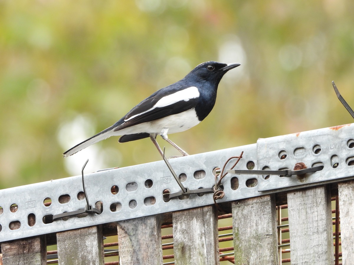 Oriental Magpie-Robin - ML299555991