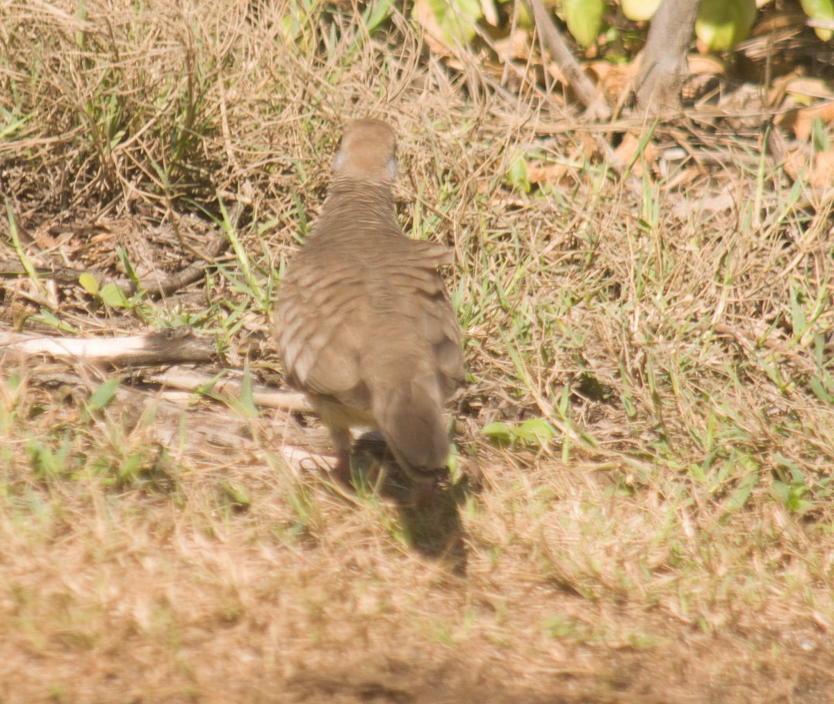 斑馬鳩 - ML299557251