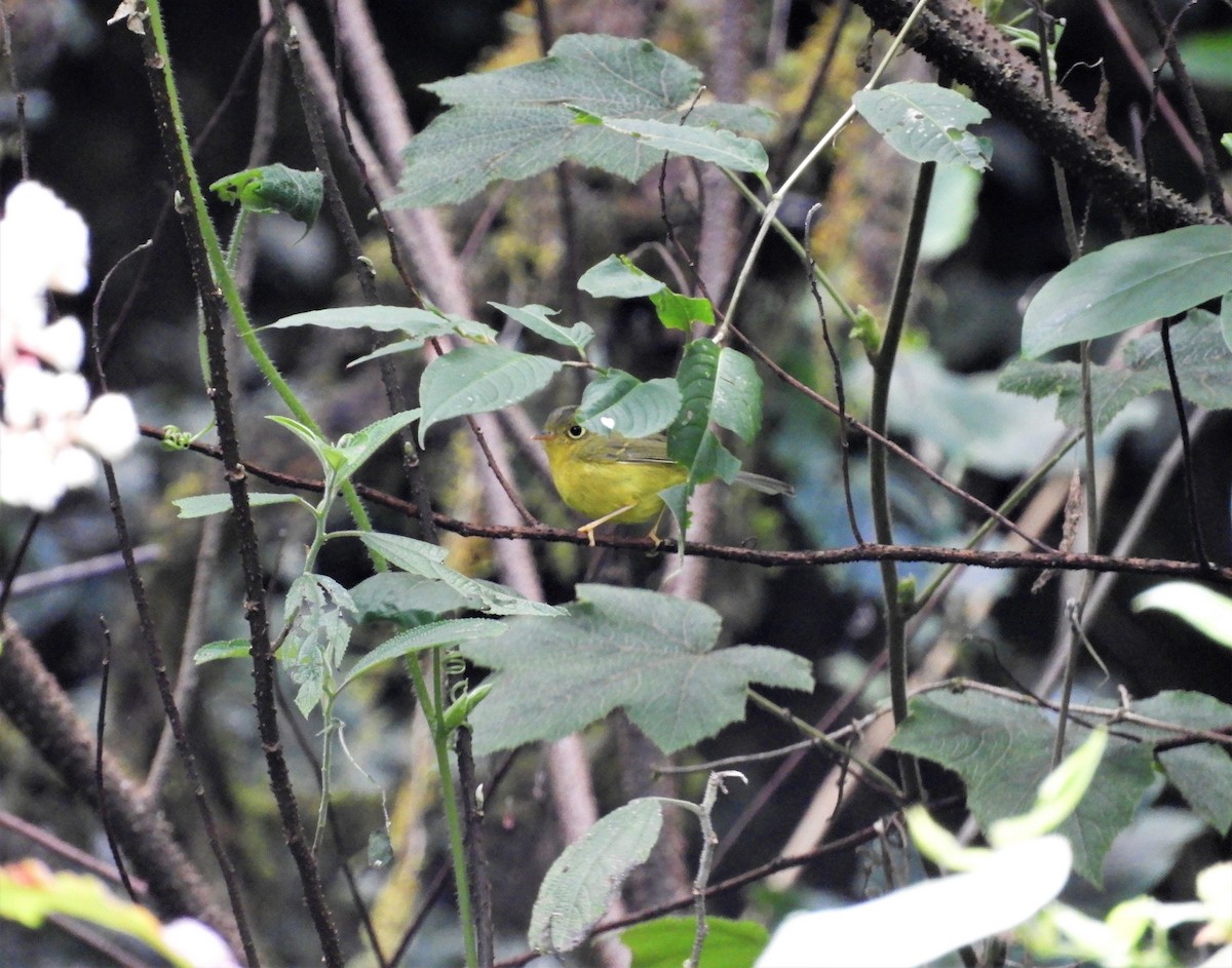 Whistler's Warbler - ML299558821