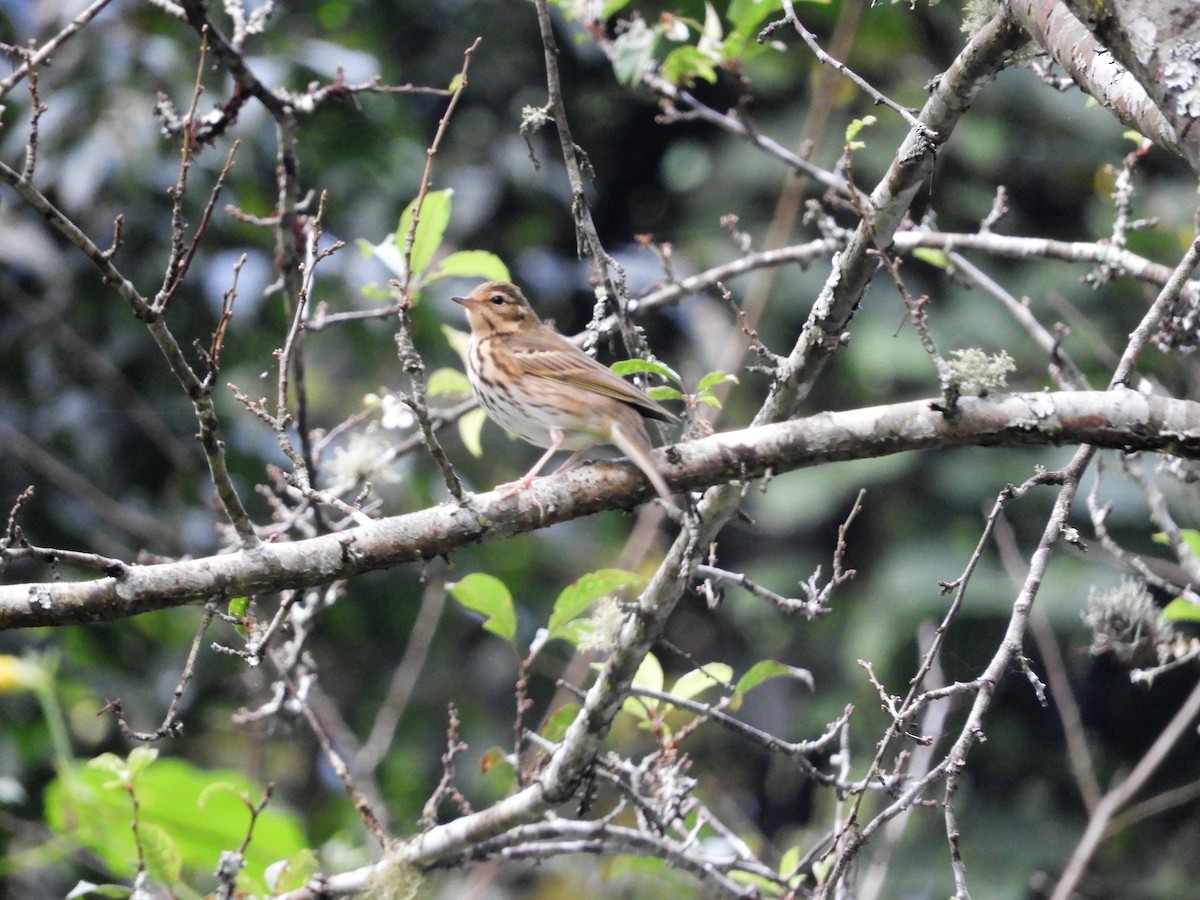 Olive-backed Pipit - ML299559181