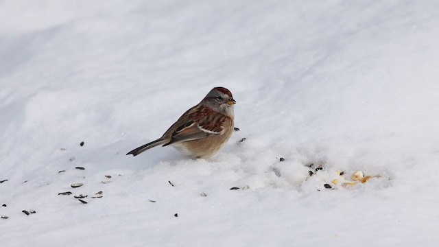 American Tree Sparrow - ML299559271