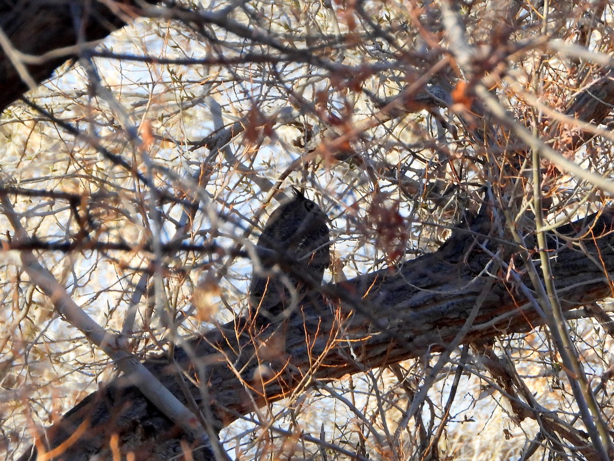 Great Horned Owl - Nurit Katz