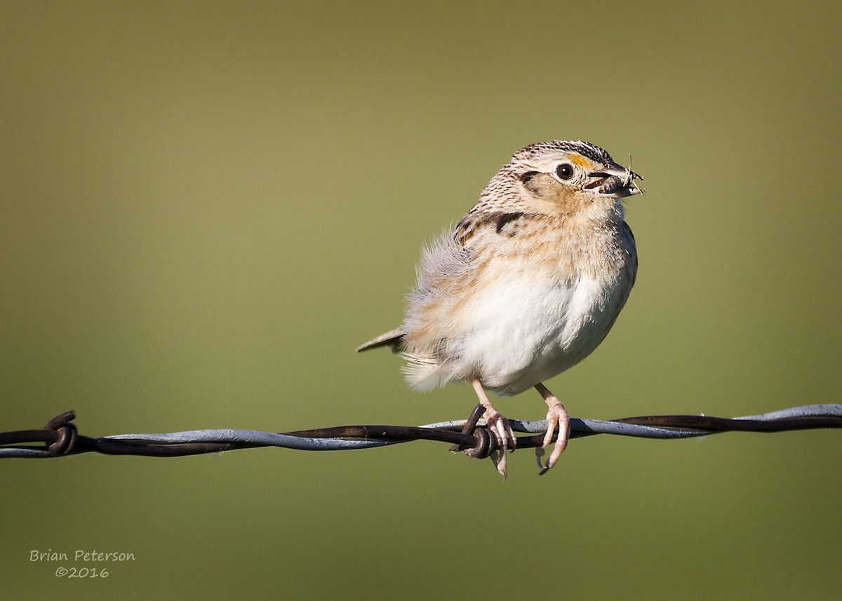 Grasshopper Sparrow - ML29956391