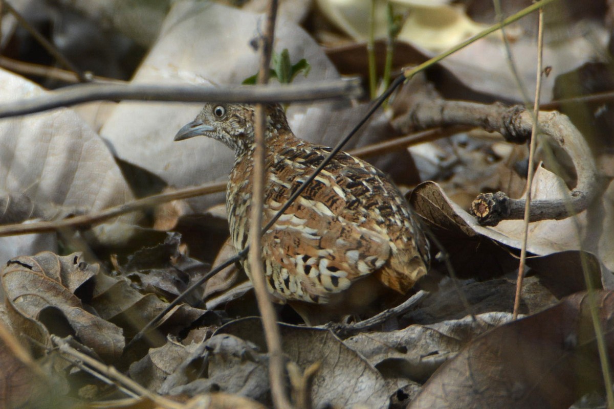 Barred Buttonquail - ML299564491