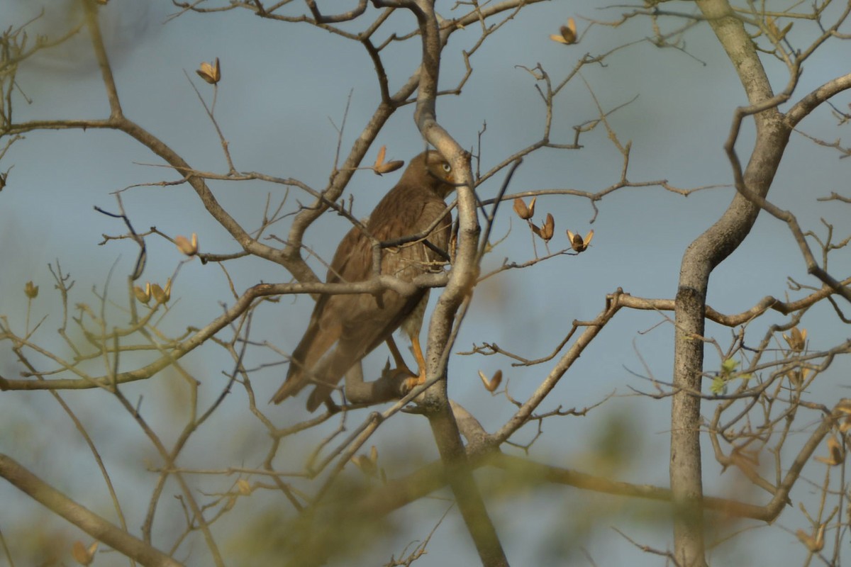 White-eyed Buzzard - ML299564861