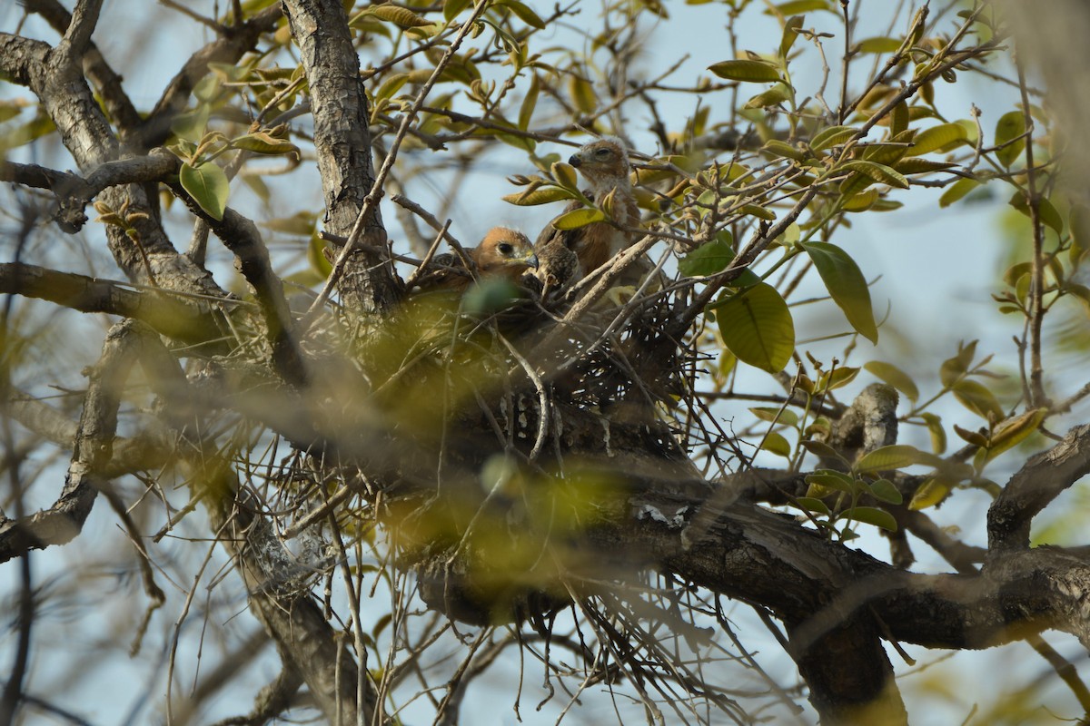 White-eyed Buzzard - ML299564871