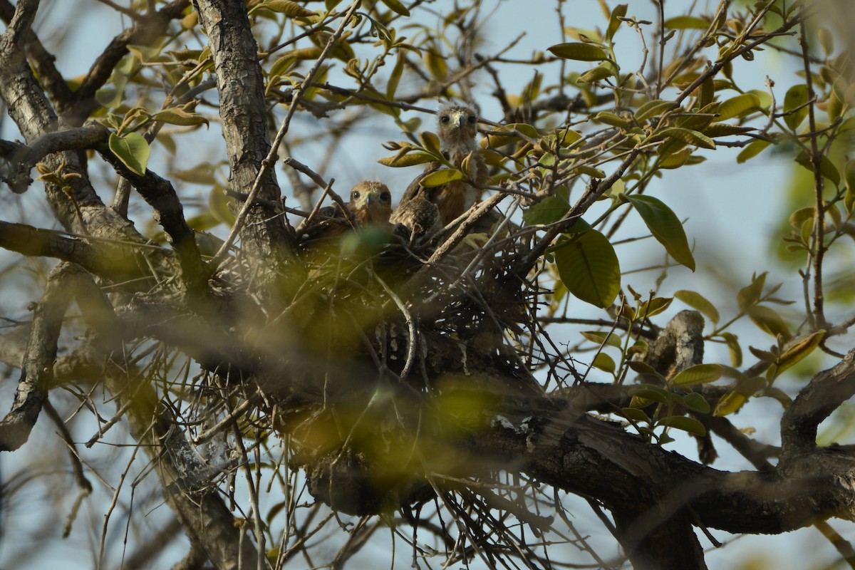 White-eyed Buzzard - ML299565091