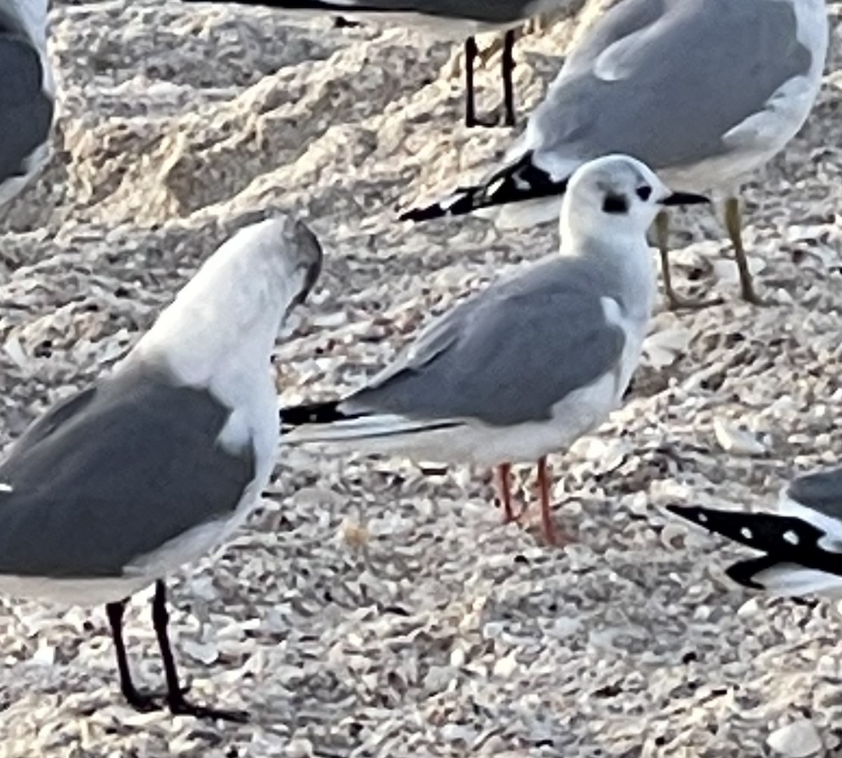 Bonaparte's Gull - ML299566151