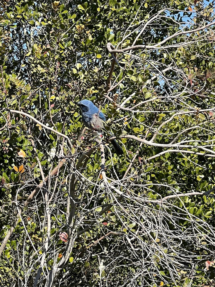 Florida Scrub-Jay - ML299566311