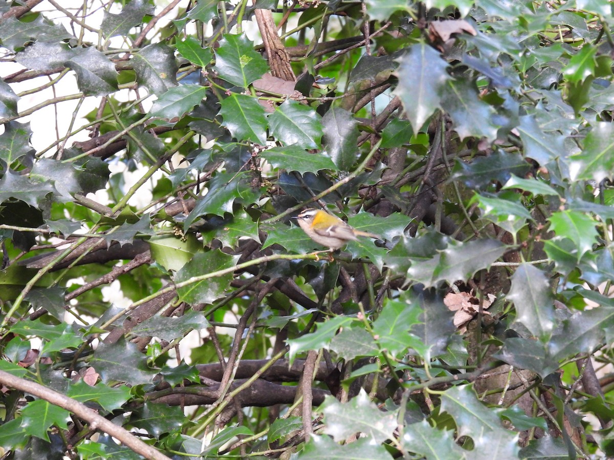 Common Firecrest - ML299566521