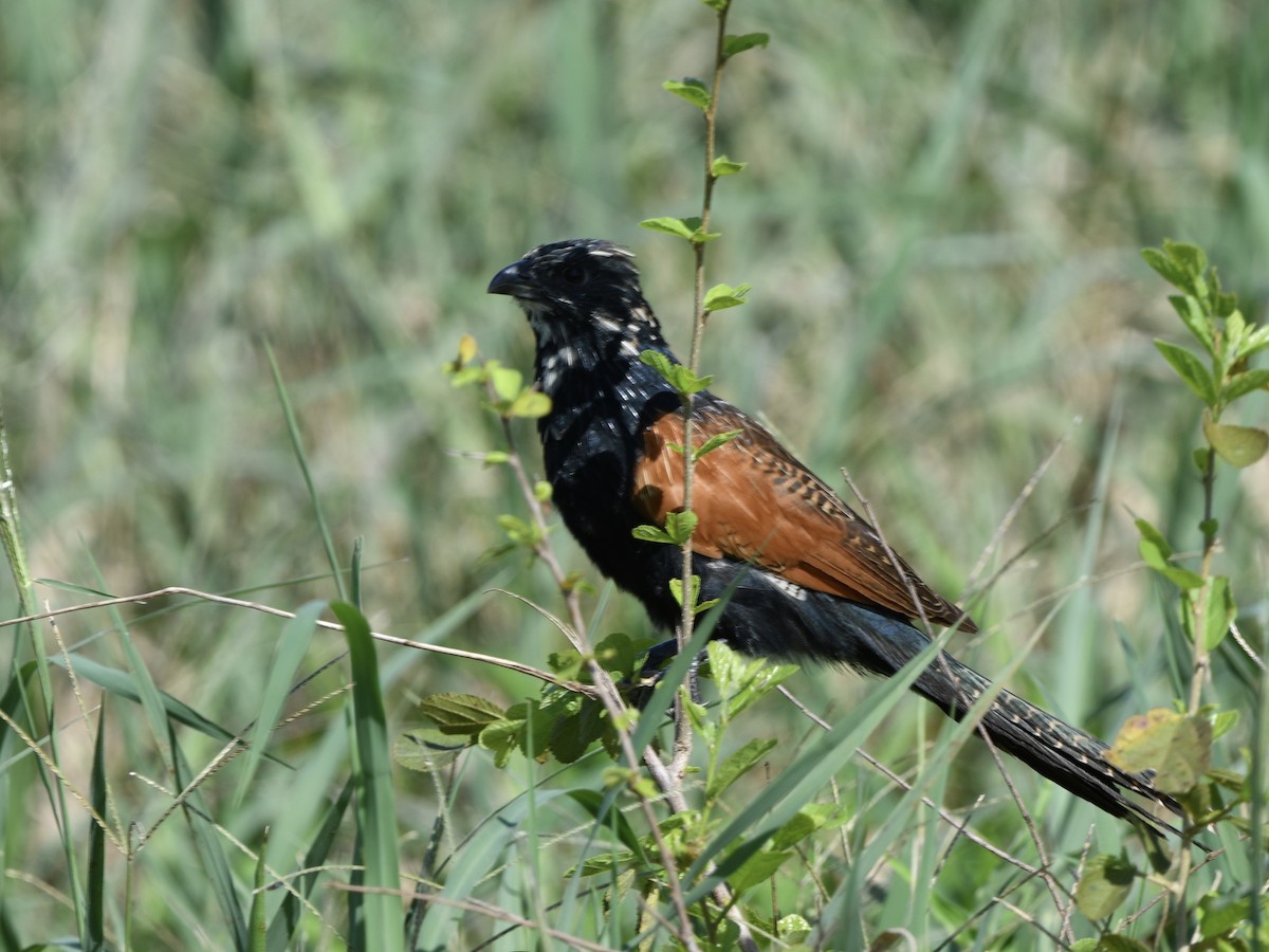 Black Coucal - Alan Van Norman