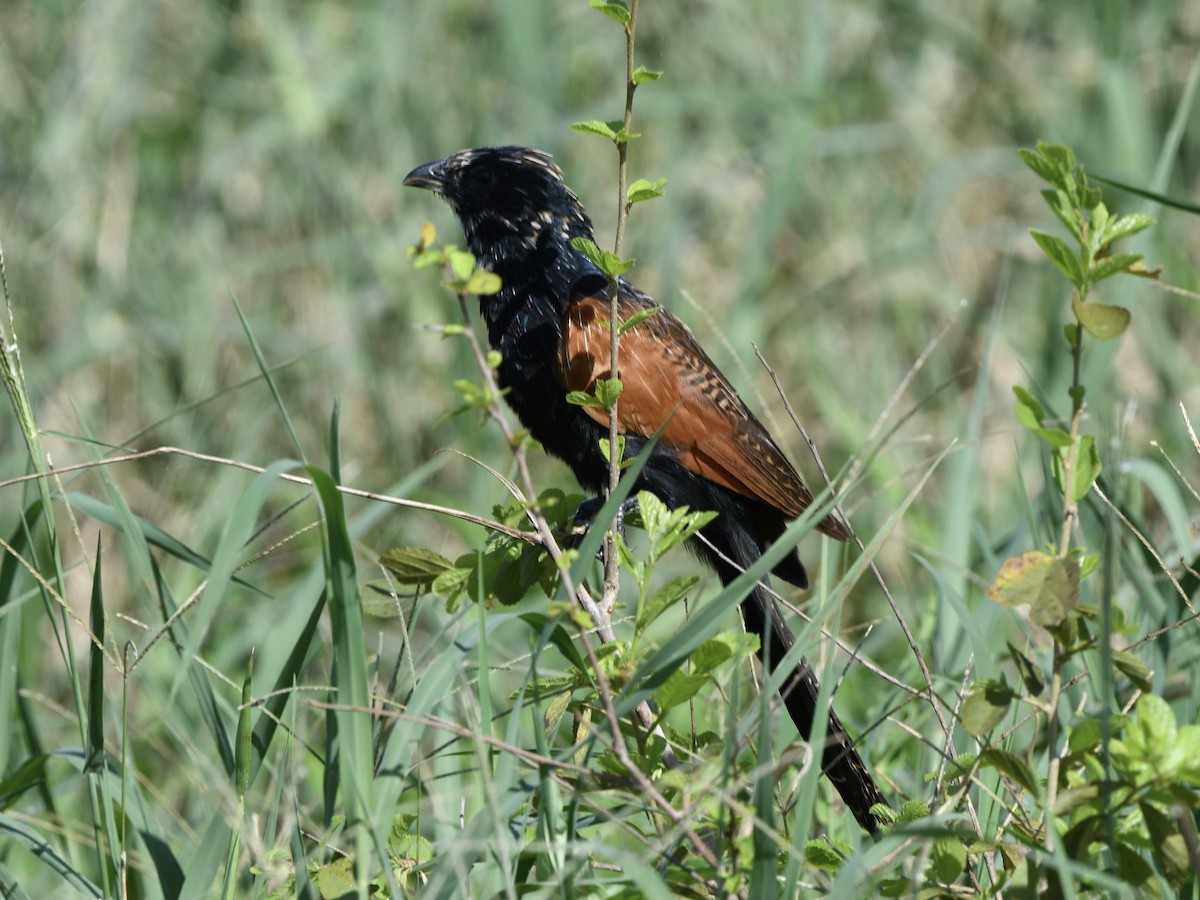 Black Coucal - ML299566891