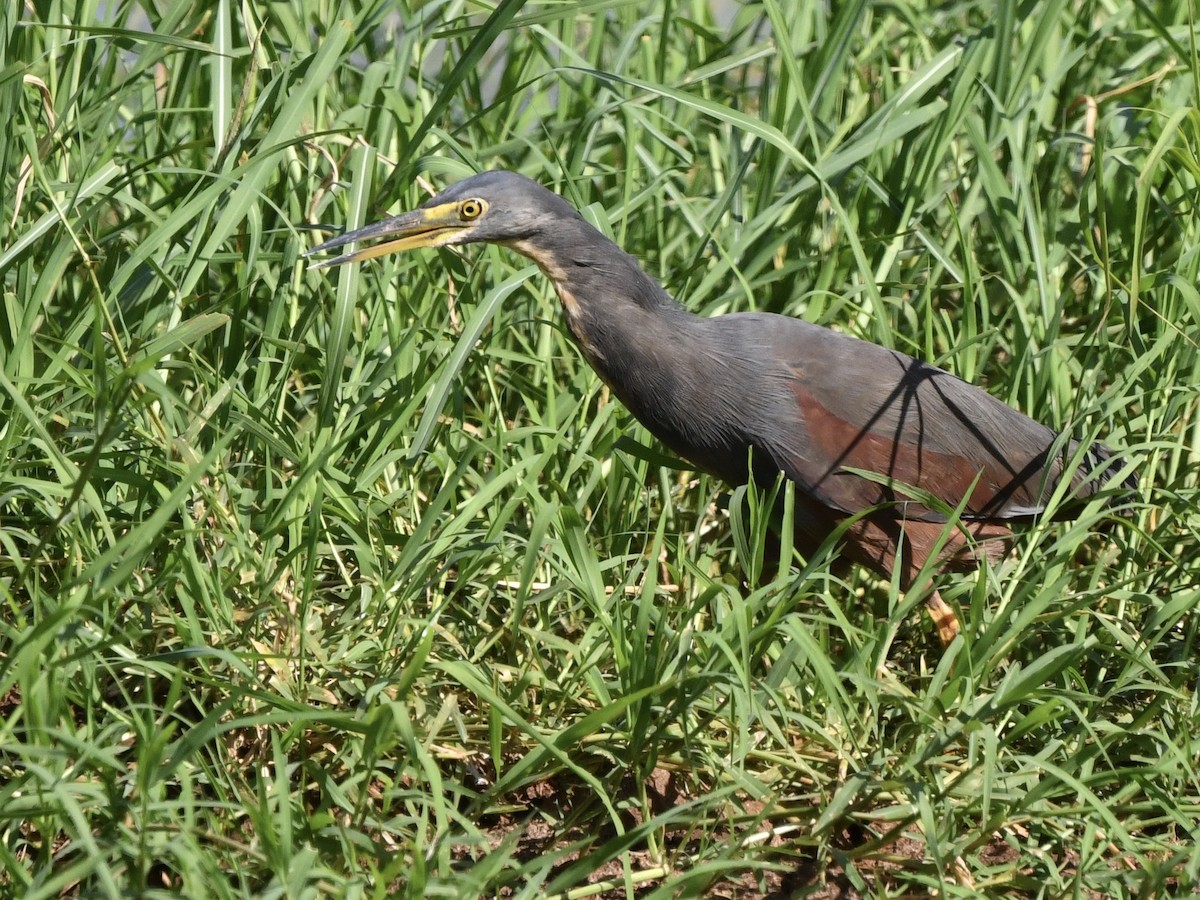 Rufous-bellied Heron - ML299567201