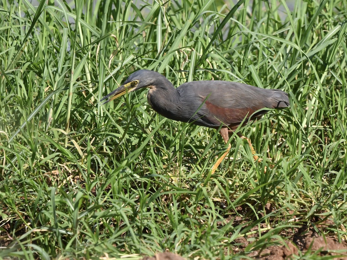 Rufous-bellied Heron - ML299567221