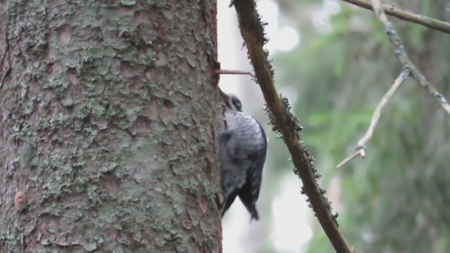 Eurasian Three-toed Woodpecker - ML299568411