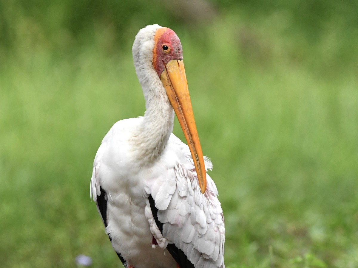 Yellow-billed Stork - ML299569491