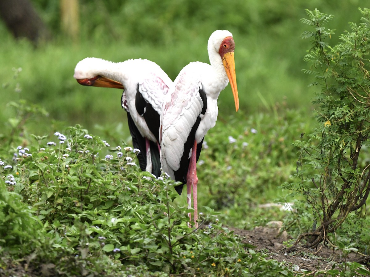 Yellow-billed Stork - ML299569501