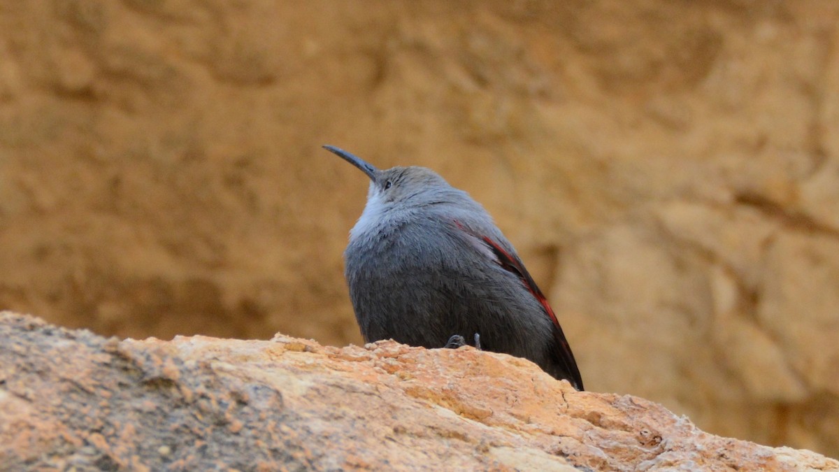 Wallcreeper - ML299569631