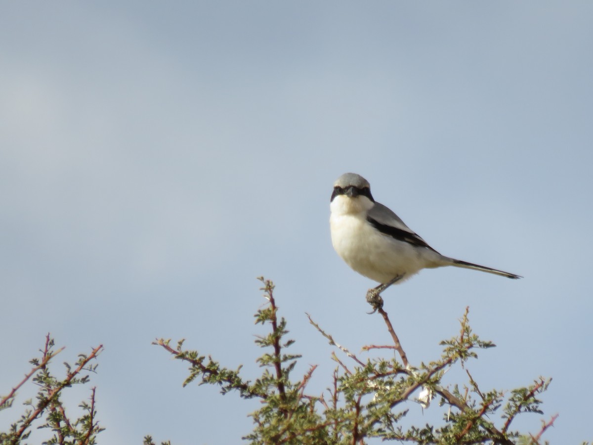 Great Gray Shrike (Sahara) - ML299569661