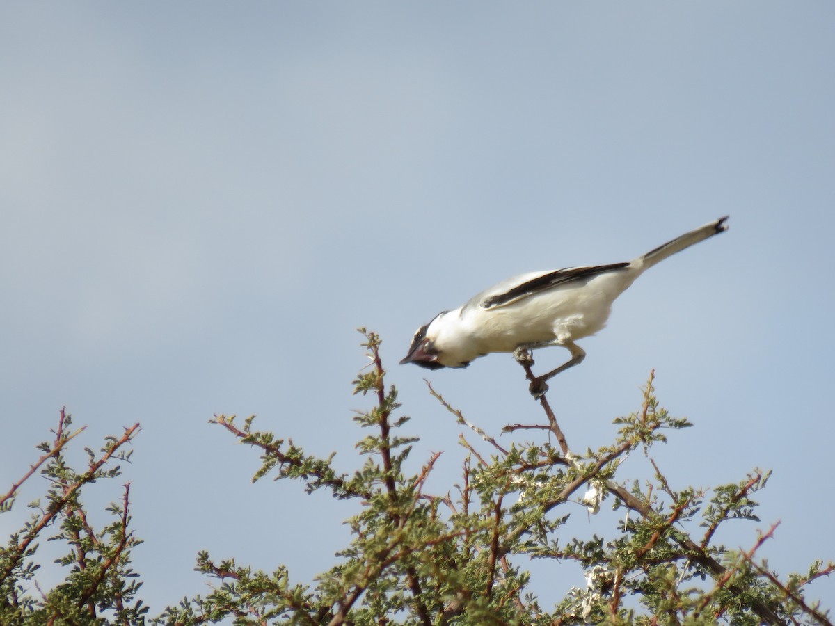 Great Gray Shrike (Sahara) - ML299569711