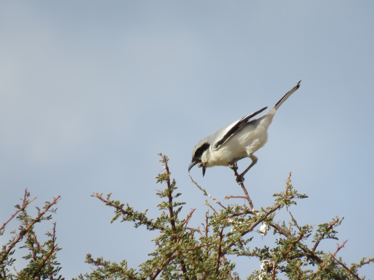 Great Gray Shrike (Sahara) - ML299569811