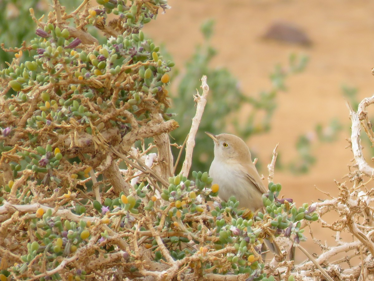 African Desert Warbler - ML299570931