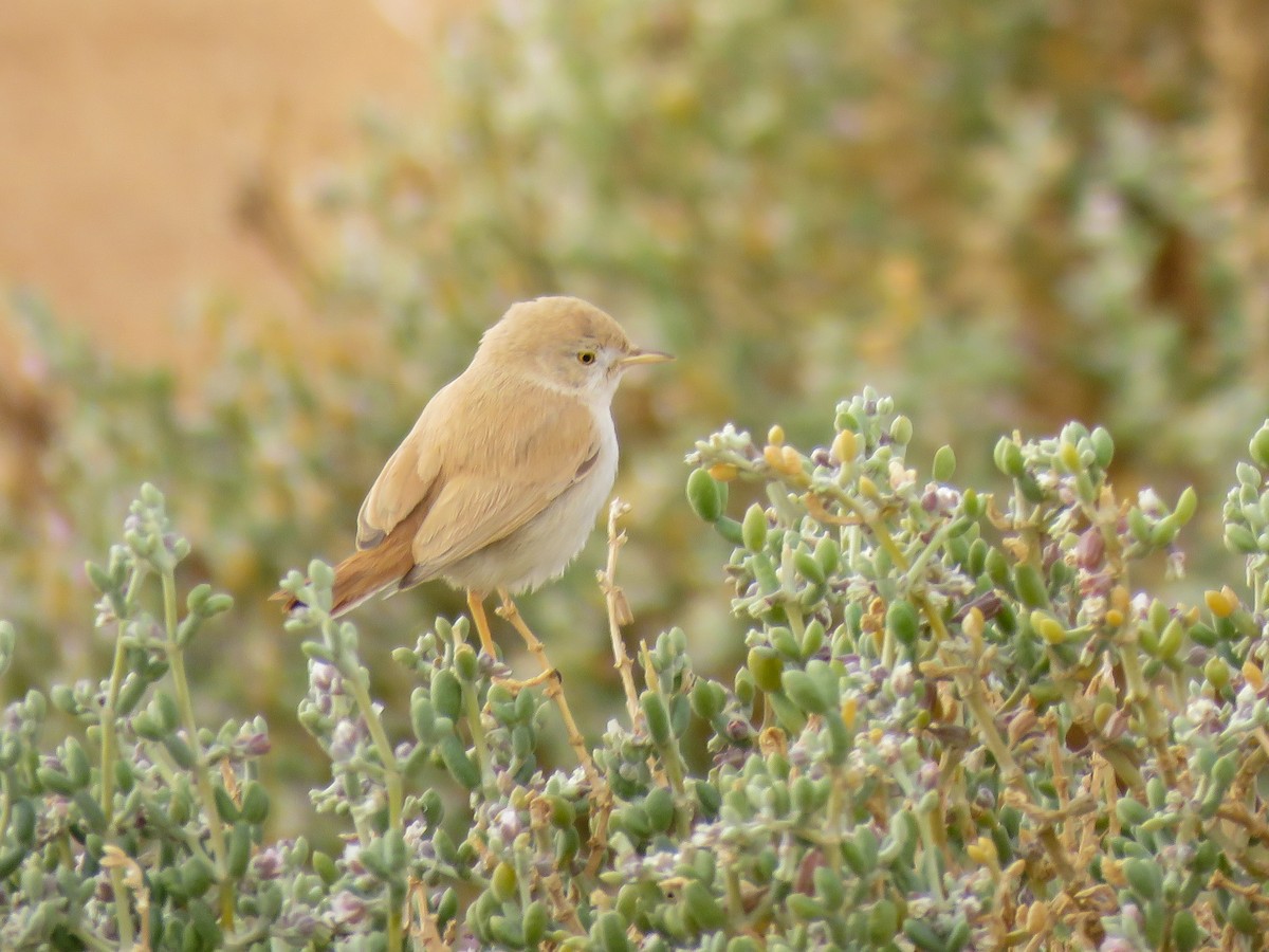 African Desert Warbler - ML299570951