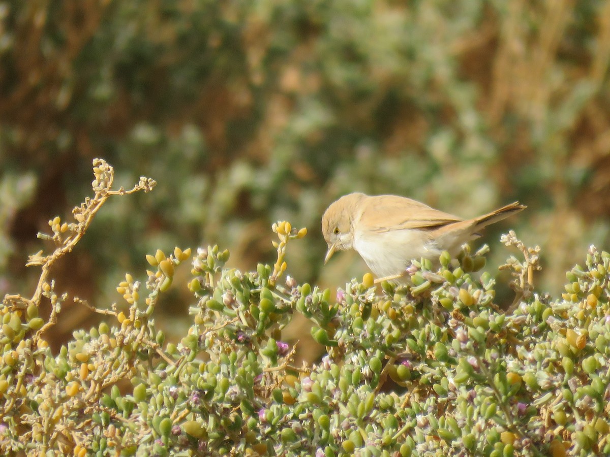 African Desert Warbler - ML299570961