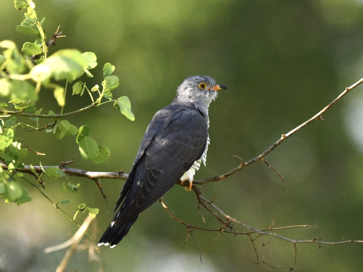 African Cuckoo - Alan Van Norman