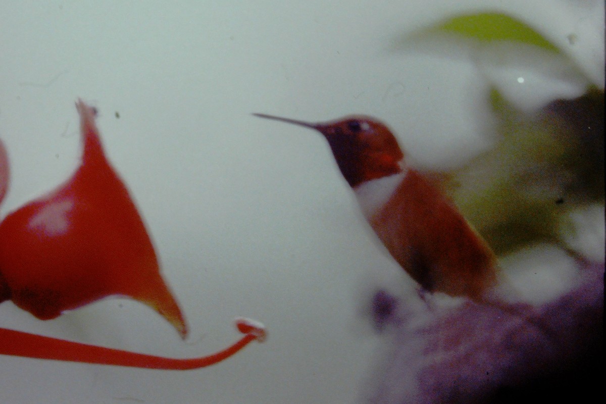 Rufous Hummingbird - Pamela Hunt