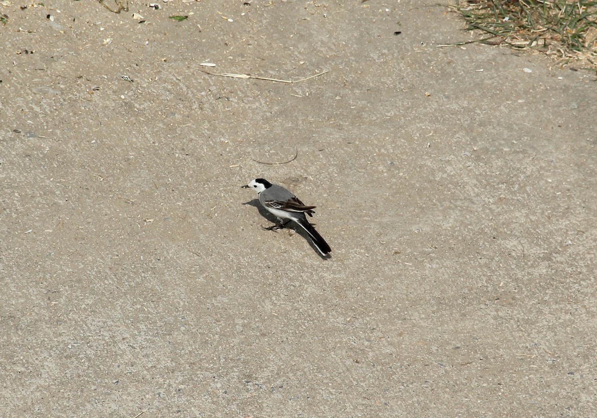White Wagtail - ML299575451