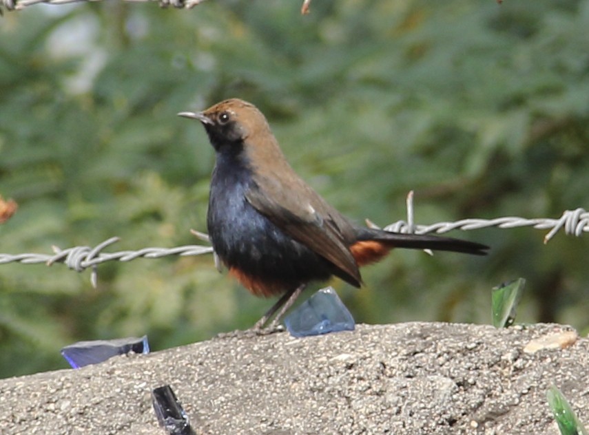 Indian Robin - ML299575581
