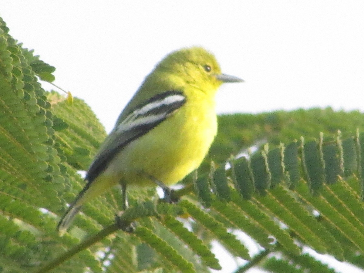 Common Iora - Cres A