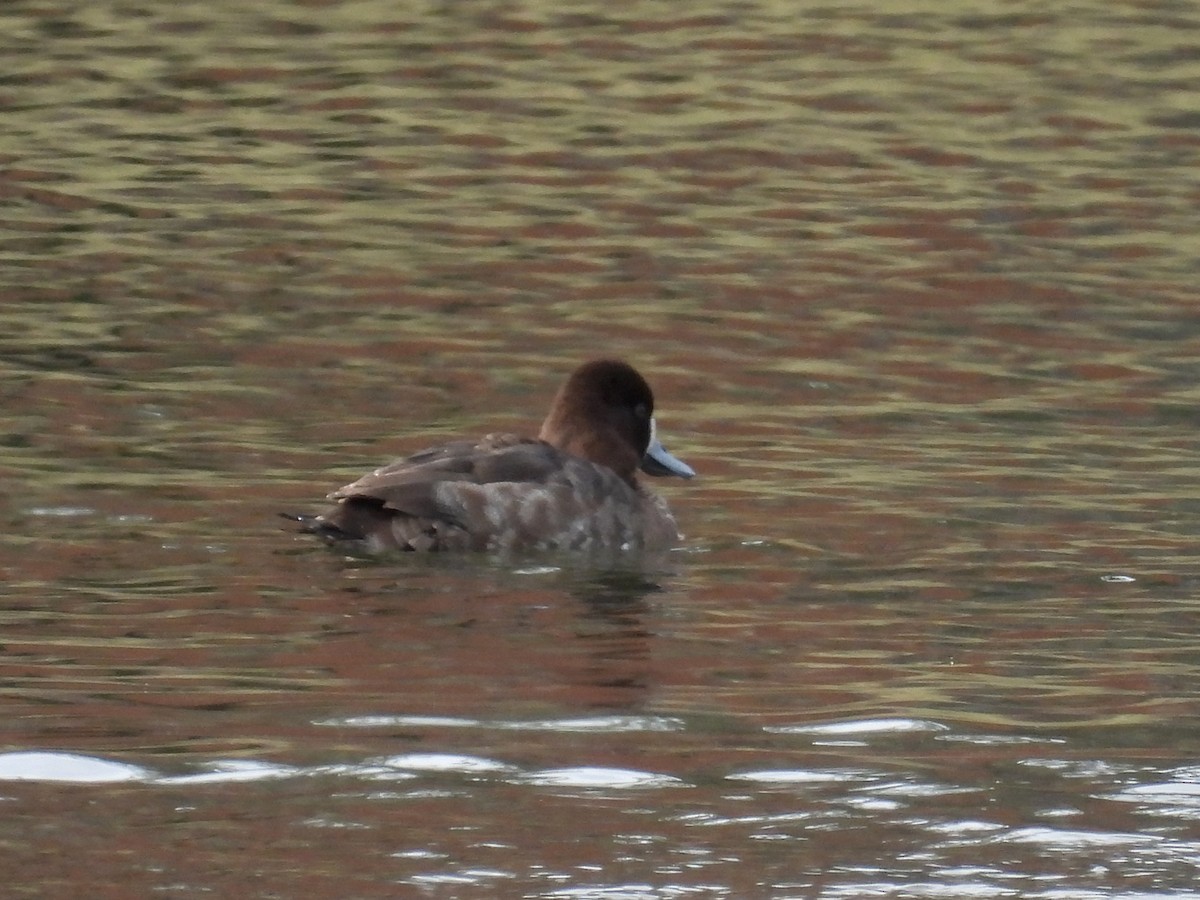 Greater Scaup - Carly Wainwright