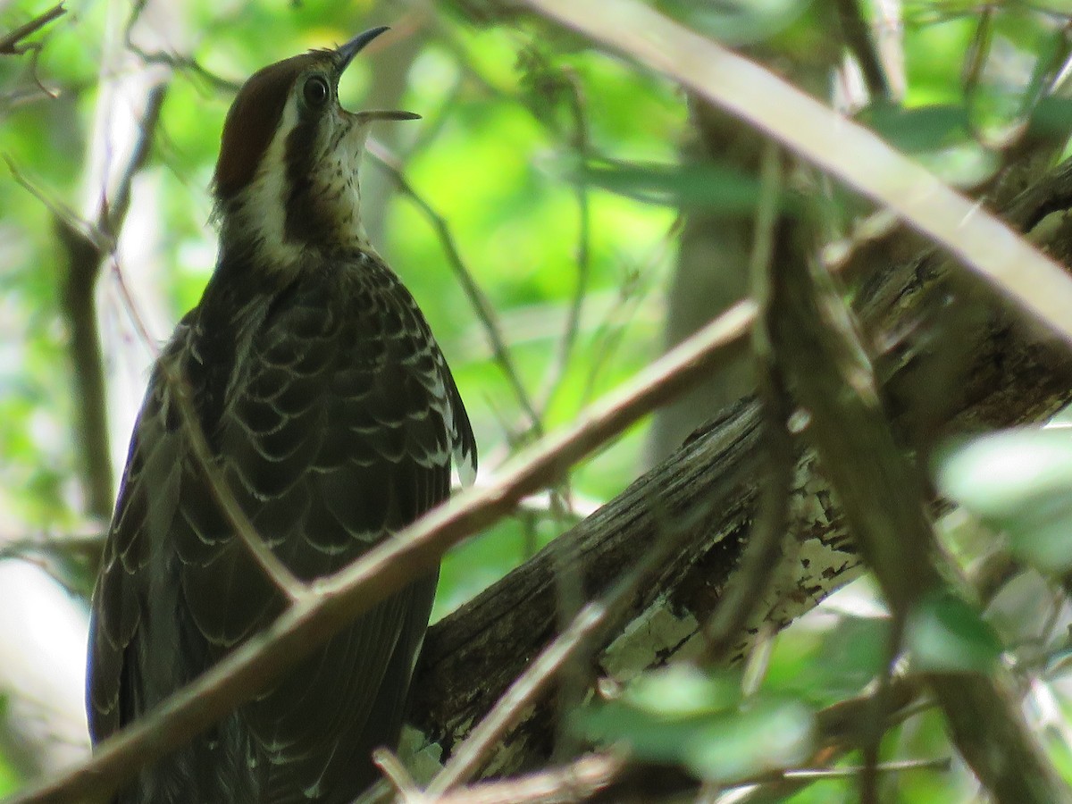 Pheasant Cuckoo - ML29957681