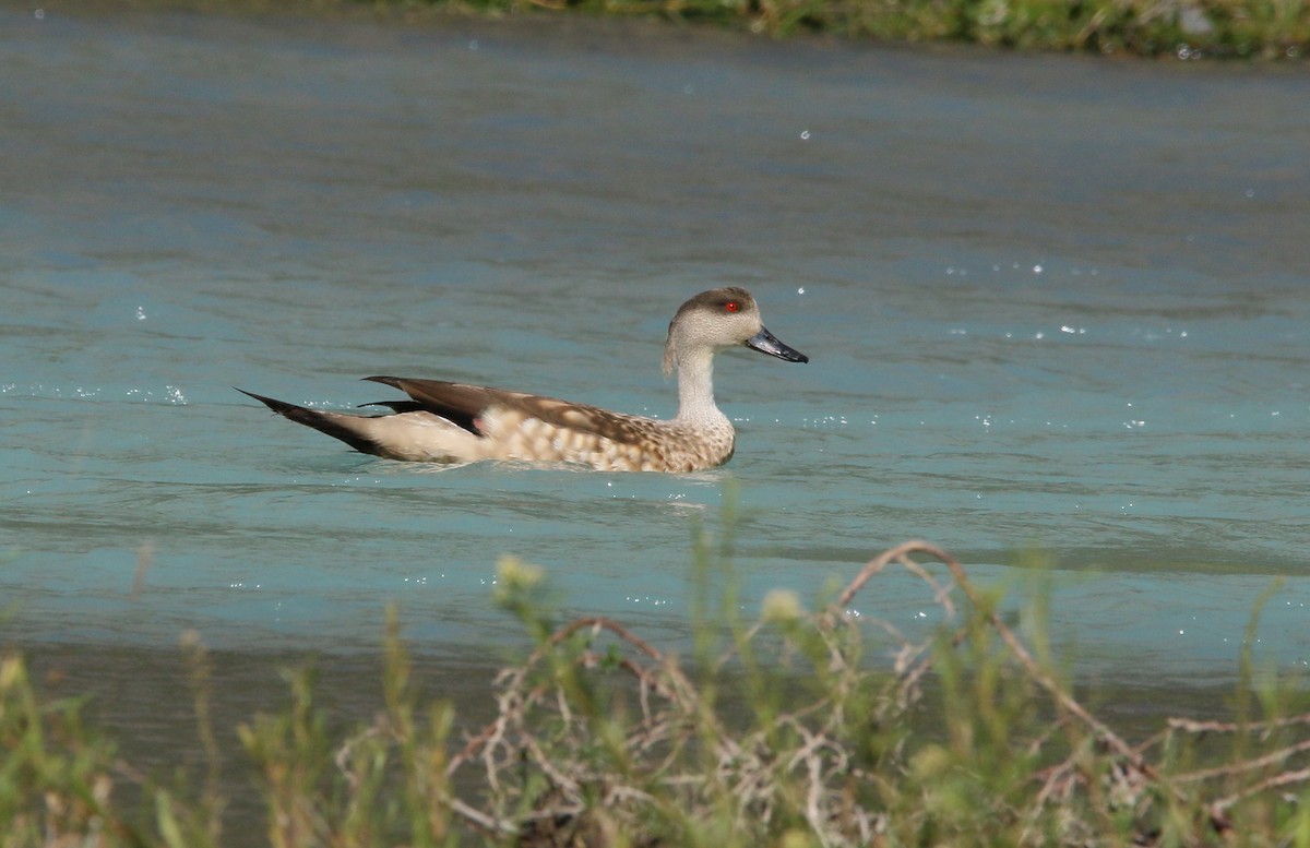 Crested Duck - ML299576951