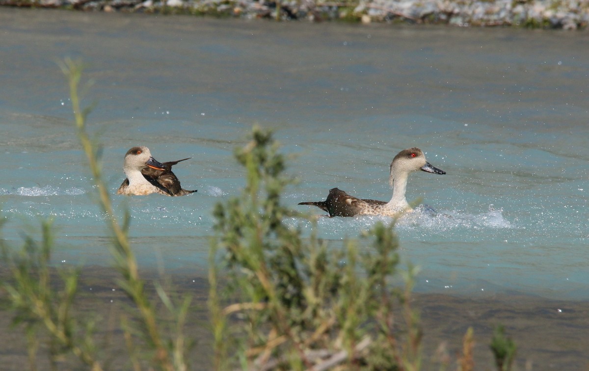 Crested Duck - ML299576961