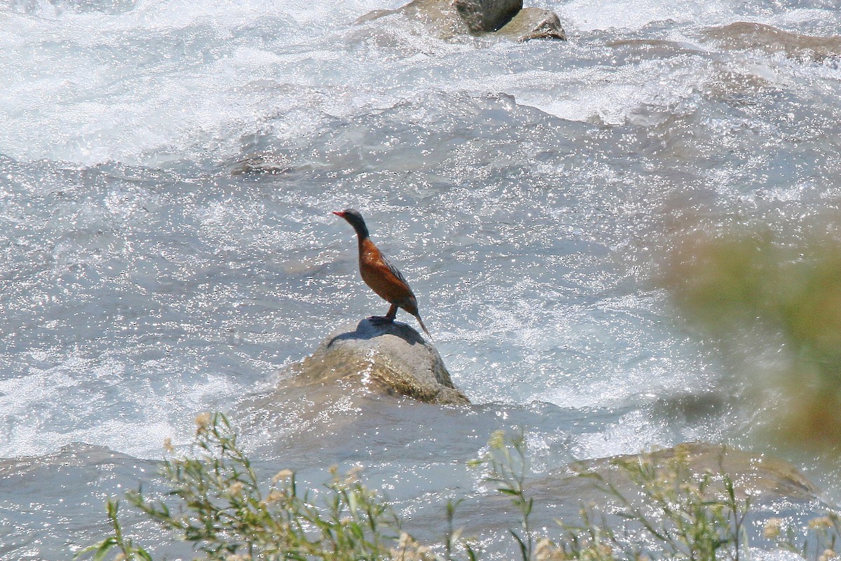 kachna bystřinná - ML299577001